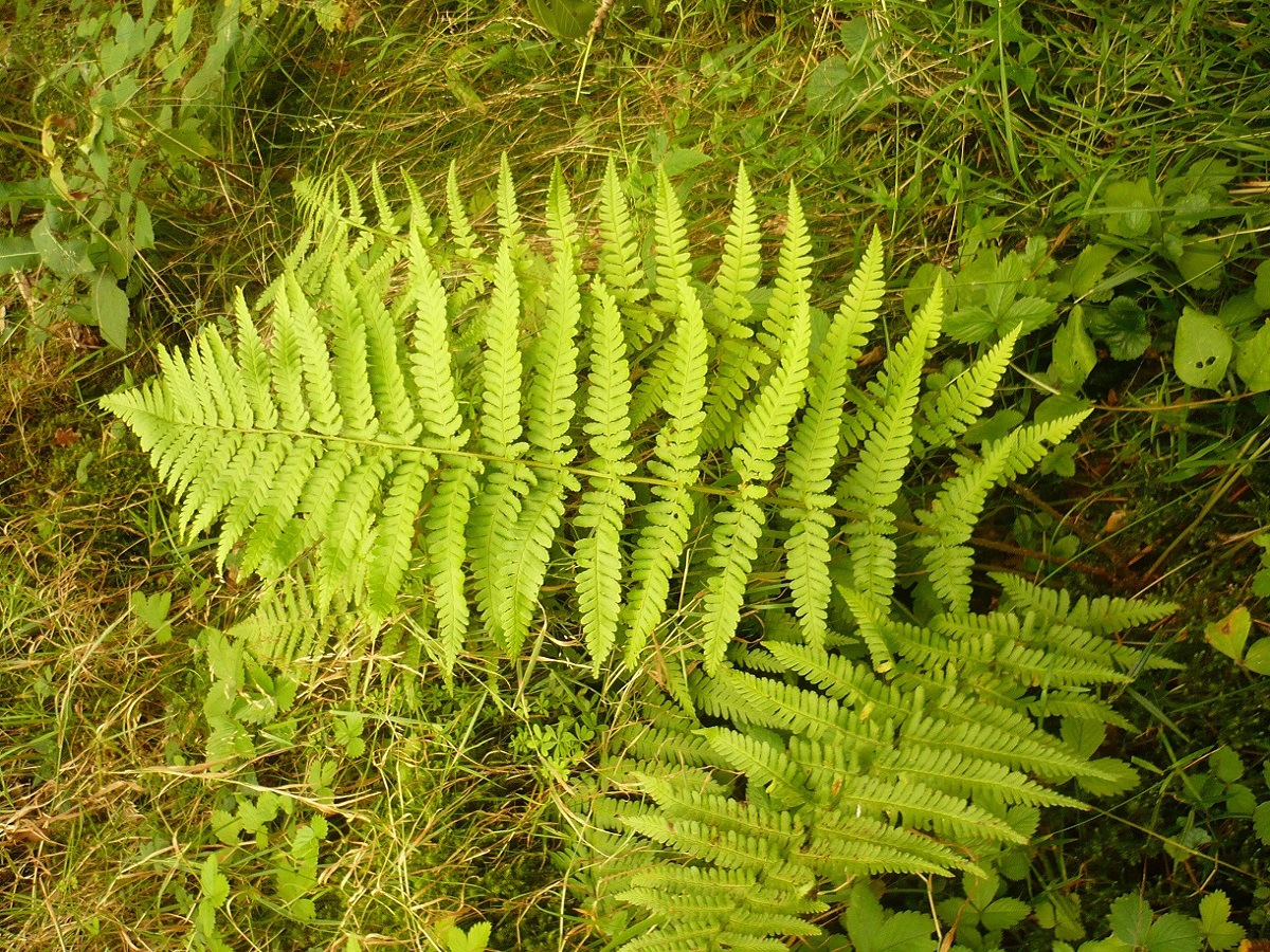 Dryopteris filix-mas (Dryopteridaceae)